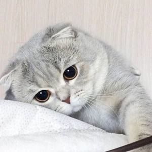 Meet your Posher, Trang